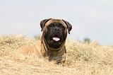 BULLMASTIFF 280